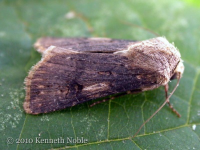 shuttle-shaped dart (Agrotis puta) female, Kenneth Noble